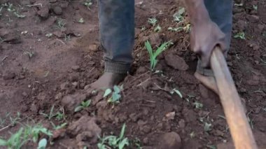Dedza, Malawi 'de bir çiftlikte çalışan kimliği belirsiz Afrikalı bir adam, 19 Aralık 2020