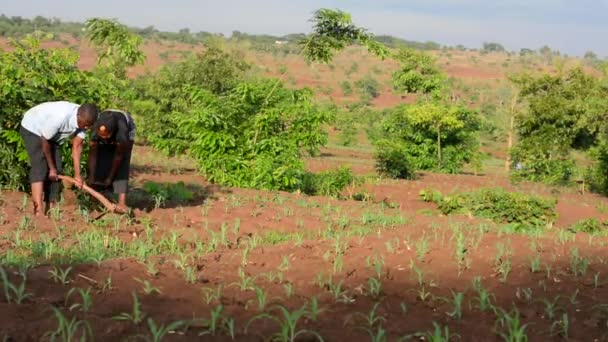Невідомі Люди Які Працюють Фермі Дедзі Малаві Грудня 2020 Року — стокове відео