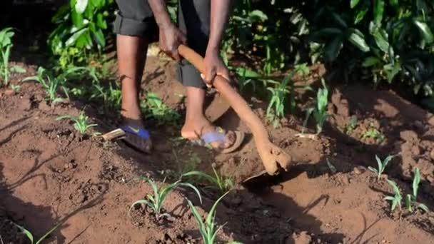 Oidentifierad Afrikansk Man Som Arbetar Gård Dedza Malawi December 2020 — Stockvideo