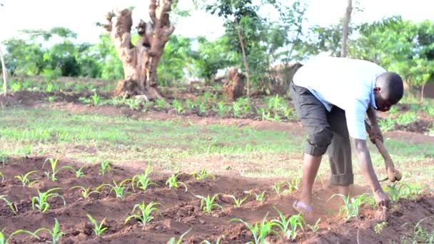 Dedza Malawi Bir Çiftlikte Çalışan Kimliği Belirsiz Afrikalı Bir Adam — Stok video