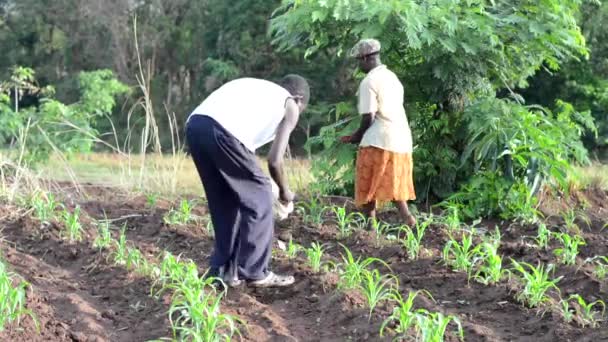 Neidentifikovaní Lidé Pracující Farmě Dedze Malawi Prosince 2020 — Stock video