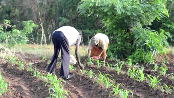 Personas Identificadas Trabajando Una Granja Dedza Malawi Diciembre 2020 — Vídeos de Stock