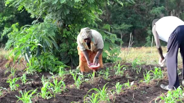 Pessoas Não Identificadas Trabalhando Uma Fazenda Dedza Malawi Dezembro 2020 — Vídeo de Stock