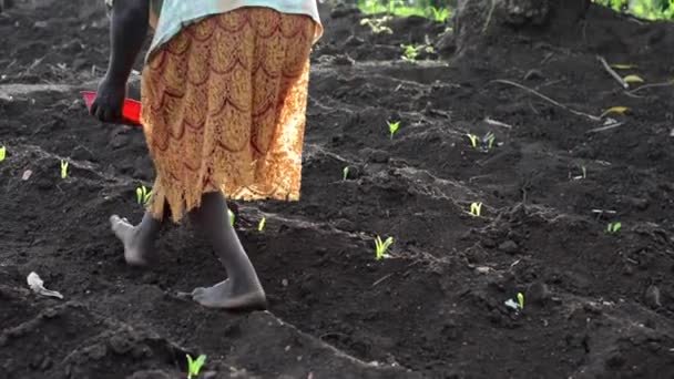 Dedza Malawi Bir Çiftlikte Çalışan Kimliği Belirsiz Bir Kadın Aralık — Stok video
