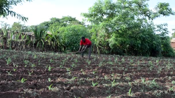 Uomo Africano Non Identificato Che Lavora Una Fattoria Dedza Malawi — Video Stock