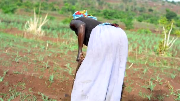 Mulher Não Identificada Trabalhando Uma Fazenda Dedza Malawi Dezembro 2020 — Vídeo de Stock