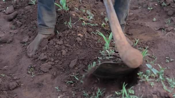 Homem Africano Não Identificado Trabalhando Uma Fazenda Dedza Malawi Dezembro — Vídeo de Stock