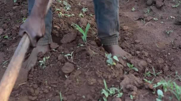 Dedza Malawi Bir Çiftlikte Çalışan Kimliği Belirsiz Afrikalı Bir Adam — Stok video