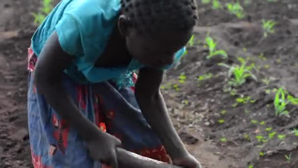 Menina Não Identificada Trabalhando Uma Fazenda Dedza Malawi Dezembro 2020 — Vídeo de Stock