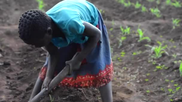 Dedza Malawi Bir Çiftlikte Çalışan Kimliği Belirsiz Bir Kız Aralık — Stok video