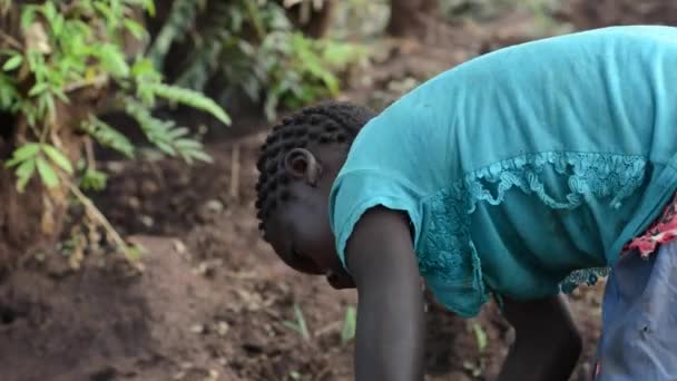 Menina Não Identificada Trabalhando Uma Fazenda Dedza Malawi Dezembro 2020 — Vídeo de Stock