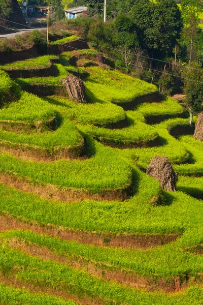 Terrasse Colline Cultivée Dans Village Bungamati Népal — Photo