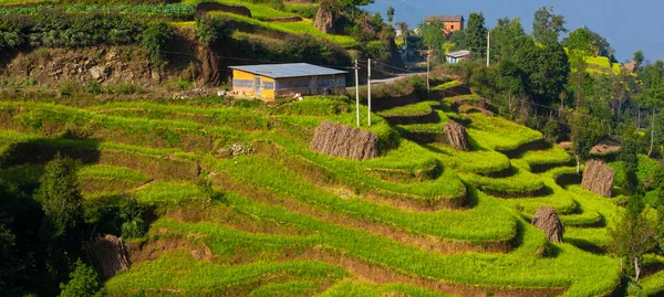 Terrasse Colline Cultivée Dans Village Bungamati Népal — Photo