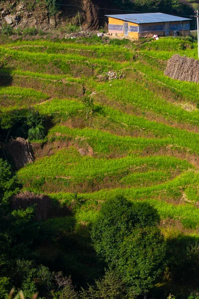 Nepal Bungamati Köyünde Teraslı Ekili Yamaçlar — Stok fotoğraf