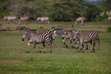 Zebralar Serengeti Milli Parkı, Tanzanya 'da