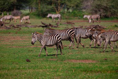 Zebralar Serengeti Milli Parkı, Tanzanya 'da
