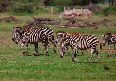 Zebralar Serengeti Milli Parkı, Tanzanya 'da