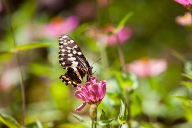 Bahçedeki güzel pembe çiçek