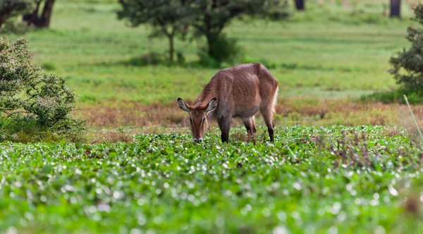 Waterbuck Lago Naivasha Quênia — Fotografia de Stock