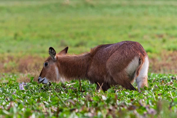 Waterbuck Nad Jeziorem Naivasha Kenii — Zdjęcie stockowe