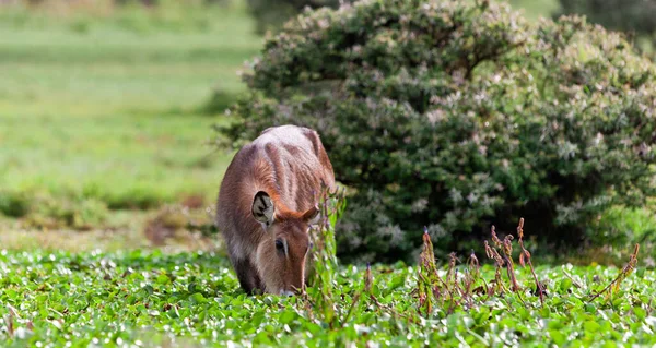 Waterbuck Lake Naivasha Kenya — Stock Photo, Image