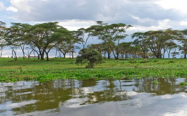 Kenya Daki Naivasha Gölü Ndeki Afrika Manzarası — Stok fotoğraf