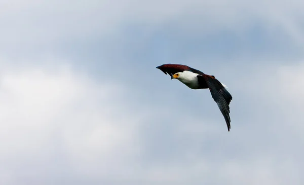 Águia Peixe Africana Lago Naivasha Quênia — Fotografia de Stock