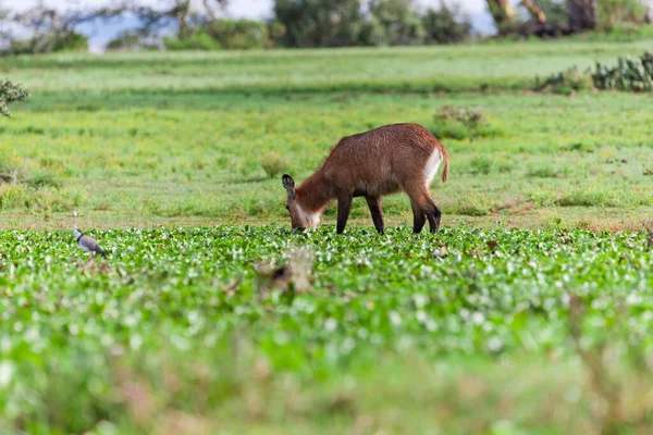 Kenya Daki Naivasha Gölü Nde Waterbuck — Stok fotoğraf