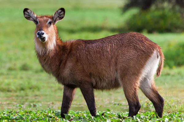 Waterbuck Nad Jeziorem Naivasha Kenii — Zdjęcie stockowe