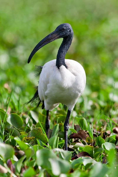 Black Headed Ibis Aan Het Naivasha Meer Kenia Afrika — Stockfoto