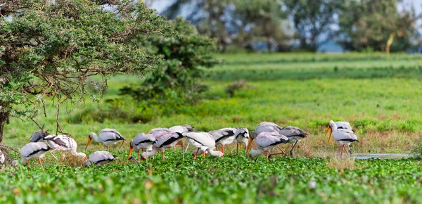 Cigüeñas Pico Amarillo Mycteria Ibis Lago Naivasha Kenia — Foto de Stock