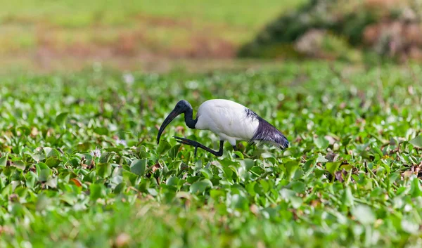 Black Headed Ibis Ved Lake Naivasha Kenya Afrika – stockfoto