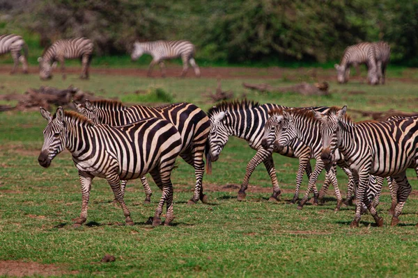 Zebraer Nationalparken Serengeti Tanzania - Stock-foto