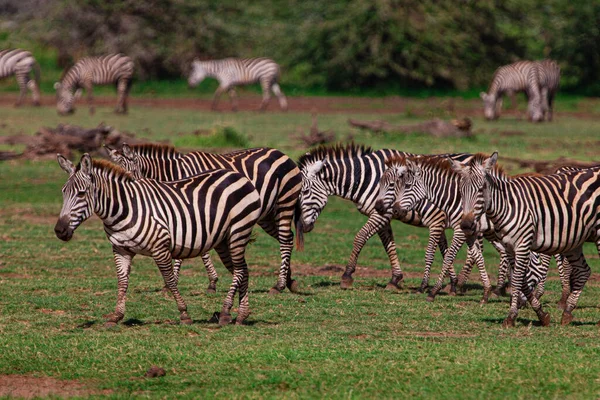 Zebry Parku Narodowym Serengeti Tanzania — Zdjęcie stockowe