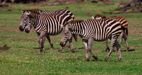 Zebrák Serengeti Nemzeti Parkban Tanzániában — Stock Fotó