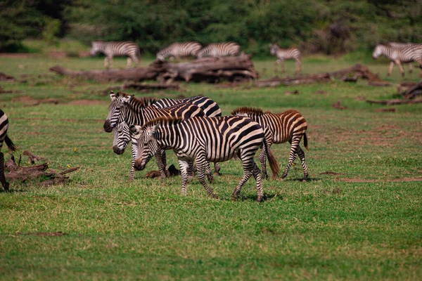 Zebry Národním Parku Serengeti Tanzanie — Stock fotografie