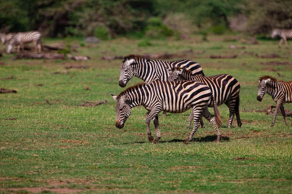 탄자니아 세렝게티 공원에 얼룩말 — 스톡 사진