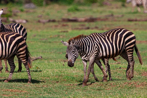 Zebras Parque Nacional Serengeti Tanzânia — Fotografia de Stock