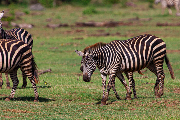 Zebras in the Serengeti National Park, Tanzania