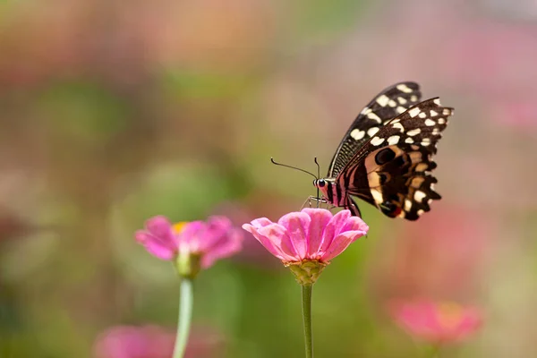 Vakker Rosa Blomst Hagen – stockfoto