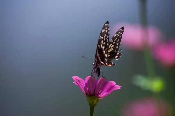 สวยงามบนดอกไม — ภาพถ่ายสต็อก