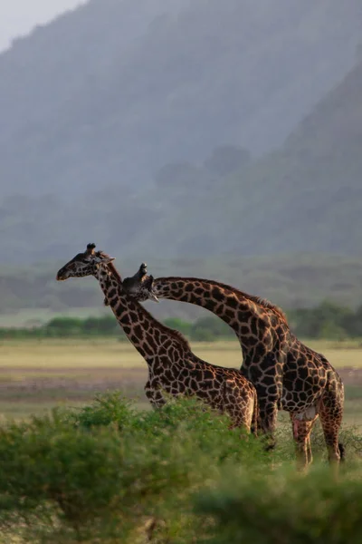Żyrafy Parku Narodowym Nakuru Kenia — Zdjęcie stockowe