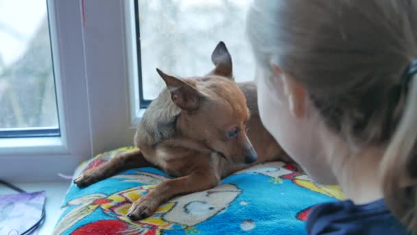 Küçük bir terrier ile genç kız — Stok video