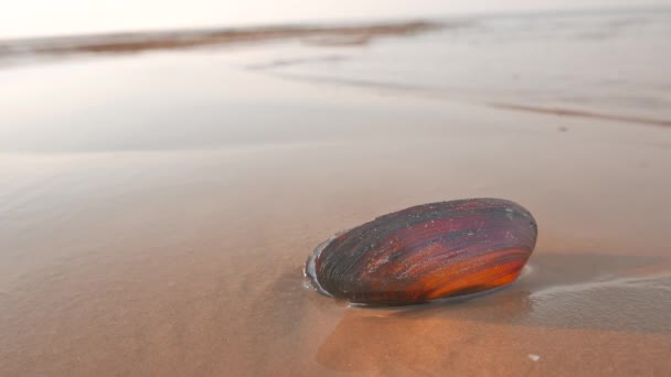 Mořské mušle na pláži omývané mořské vody — Stock video