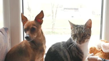 Kedi ve köpek evde oynamak. Bir pencerede birlikte oturuyor. 4k Uhd.