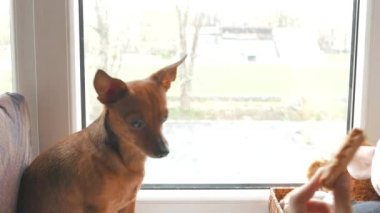 Kedi ve köpek evde oynamak. Bir pencerede birlikte oturuyor. 4k Uhd.