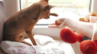 Kedi ve köpek bir pencerede birlikte oynayan ve onların sahibi ile oynama ve çerez yemek.