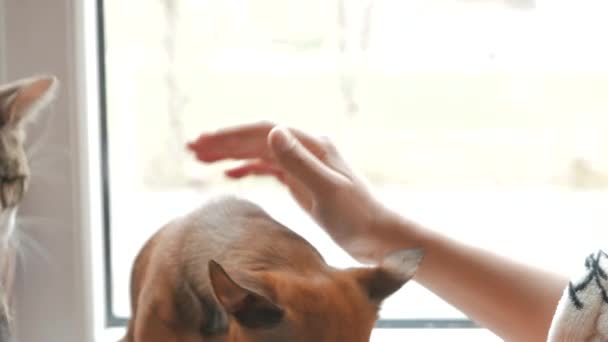 Kat en hond spelen thuis. Kat, een hond bijten. 4k Uhd. — Stockvideo