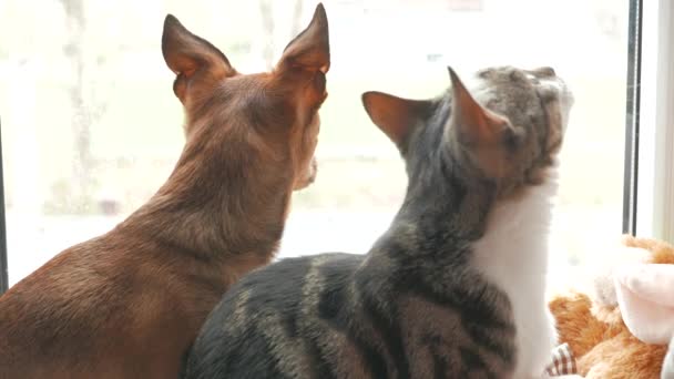 Gato y perro jugando en casa. Sentados en una ventana juntos. 4K UHD . — Vídeos de Stock