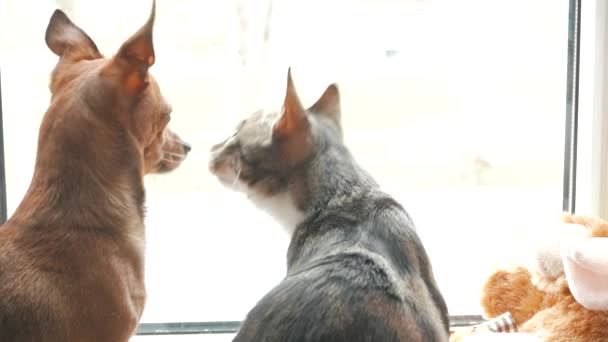 Chat et chien jouent à la maison. Assis à une fenêtre ensemble. 4K UHD . — Video